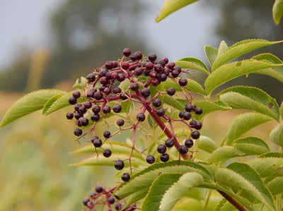 What You Need To Know About Elderberry